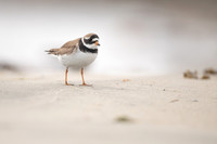 Ringed Plover, Raufarhofn, Iceland, June 2022