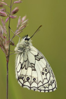 Marble White, Oldbury Power Station, June 2024