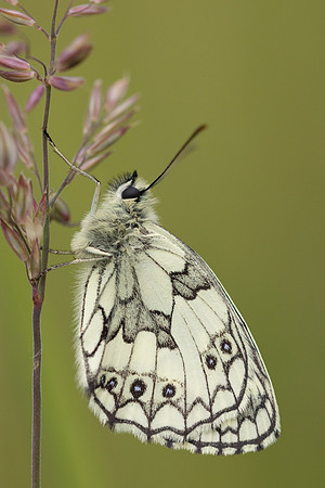 Marble White, Oldbury Power Station, June 2024