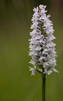 Common Spotted-orchid Orchid, Rudge Hill, June 2024