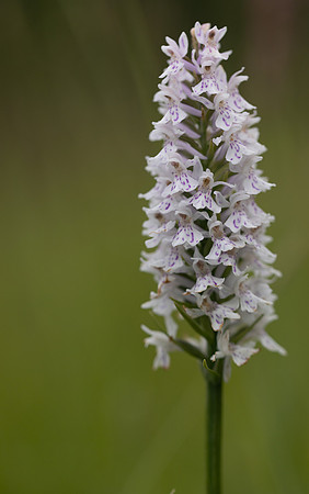 Common Spotted-orchid Orchid, Rudge Hill, June 2024