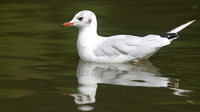 Black-headed Gull, Slimbridge, August 2014