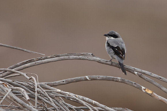 Southern Grey Shrike, Lanzarote, July 2022