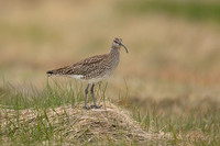 Whimbrel, Snæfellsnes peninsula, Iceland, June 2022