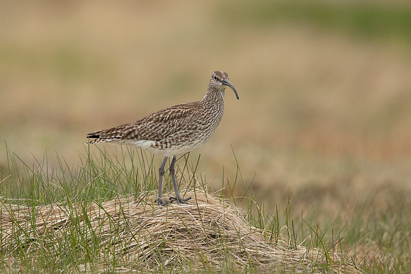 Whimbrel, Snæfellsnes peninsula, Iceland, June 2022