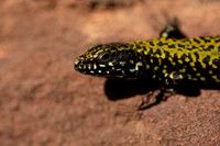 Wall Lizard