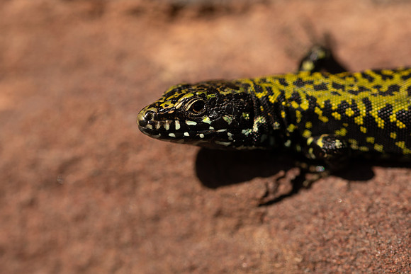 Wall Lizard, Clifton, March 2022.