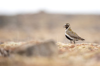 Golden Plover, Raufarhofn, Iceland, June 2022