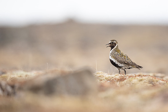 Golden Plover, Raufarhofn, Iceland, June 2022
