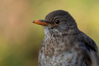 Blackbird