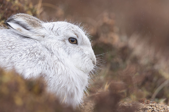 Mountain Hare, Findhorn Valley, February 2024.