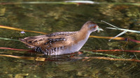 Baillons Crake, Germasogeia Dam, Cyprus, May 2016
