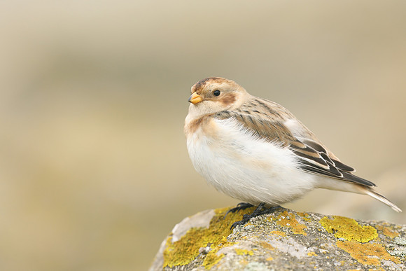 Snow Bunting, Severn Beach, November 2020