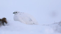 Ptarmigan, Cairngorms, Feb 2015