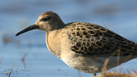 Ruff, Northwick Warth, September 2016