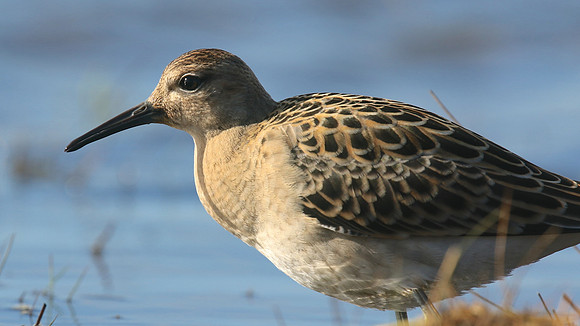 Ruff, Northwick Warth, September 2016