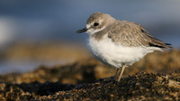 Greater Sand Plover, Paphos Headland, October 2016