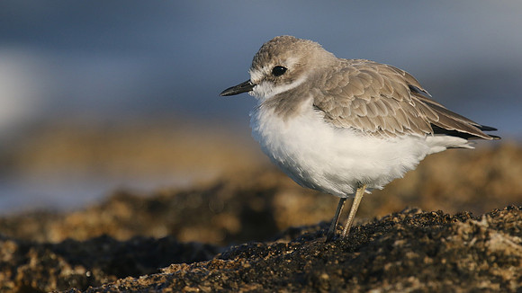 Greater Sand Plover, Paphos Headland, October 2016