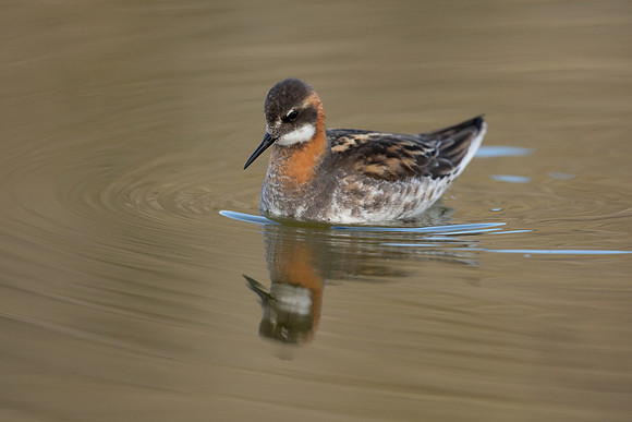 Red-necked Phalarope, River Laxa, May 2022