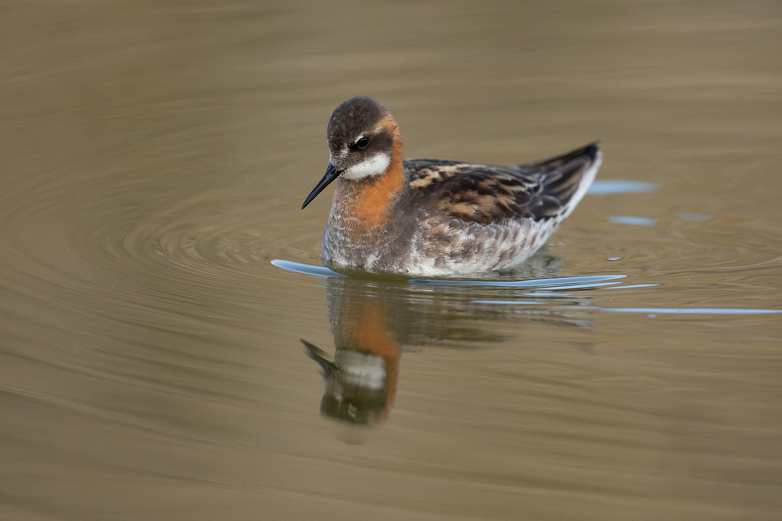 Red-necked Phalarope, River Laxa, May 2022