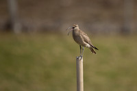 Whimbrel, Sandgeroi, Iceland, May 2022