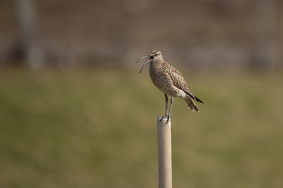 Whimbrel, Sandgeroi, Iceland, May 2022