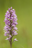 Miltary Orchid, Berkshire, May 2024