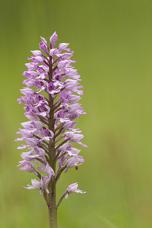 Miltary Orchid, Berkshire, May 2024