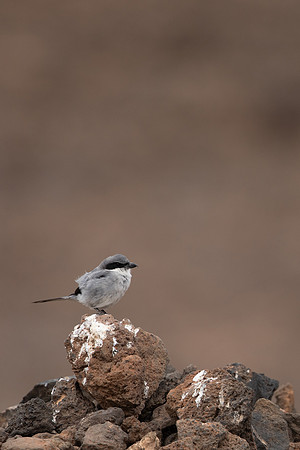 Southern Grey Shrike, Lanzarote, July 2022