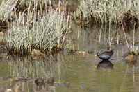 Lesser Moorhen, Agia Varavra, Cyprus, April 2025