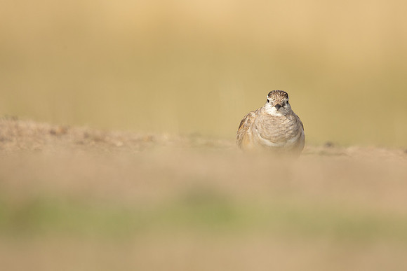 Dotterel, Cleeve Common, September 2022