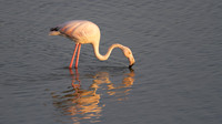 Greater Flamingo