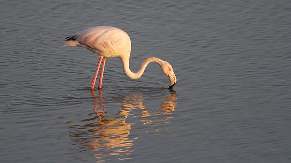 Greater Flamingo, Oroklini Lake 2014.