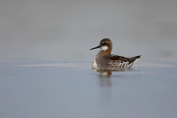 Red-necked Phalarope, River Laxa,  Iceland, June 2022