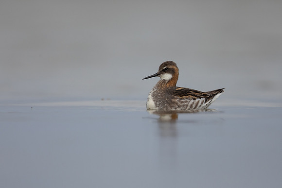 Red-necked Phalarope, River Laxa,  Iceland, June 2022