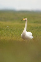 Whooper Swan, Floi, Iceland, June 2022