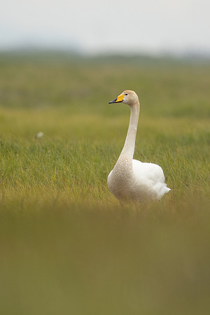 Whooper Swan, Floi, Iceland, June 2022