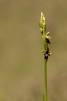 Fly Orchid, Selsey Common, May 2024