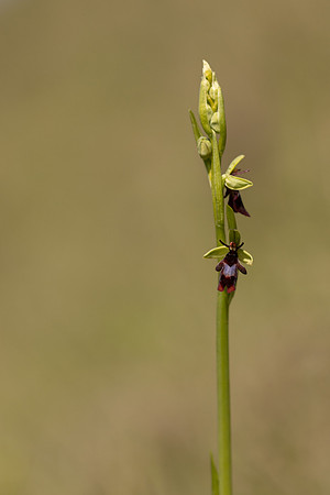 Fly Orchid, Selsey Common, May 2024