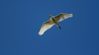 Cattle Egret, Frampton, 2014