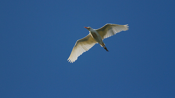 Cattle Egret, Frampton, 2014