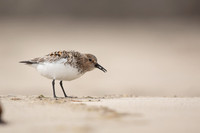 Sanderling, Raufarhofn, Iceland, June 2022