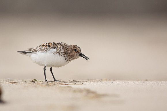 Sanderling, Raufarhofn, Iceland, June 2022