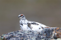 Ptarmigan, Mount Alias, Finland, June 2025