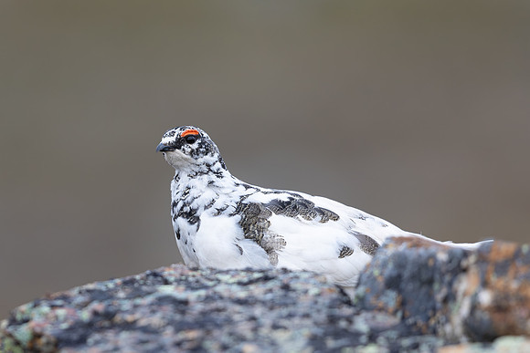 Ptarmigan, Mount Alias, Finland, June 2025