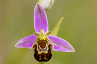 Bee Orchid, Cleeve common, June 2024
