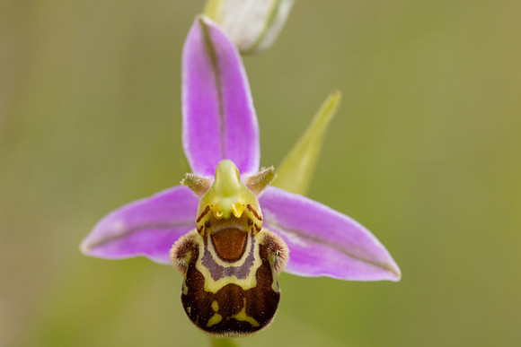 Bee Orchid, Cleeve common, June 2024