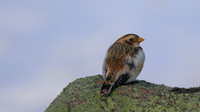 Snow Bunting, Cairngorms, February 2015