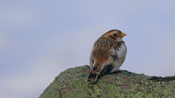 Snow Bunting, Cairngorms, February 2015