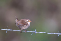 Wren, Rockhampton, April 2025